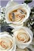 TotalPhoto Wedding/Event Photography - Quebec, Quebec — Creative Wedding Photography By TotalPhoto