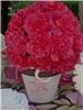 In The Pink Weddings & Events, Santa Monica