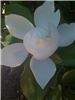 Magnolia Event Planning