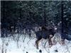 La Junta Lodge, Alto — One of the Mule Deer that will eat a cookie from your hand.