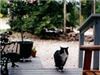 La Junta Lodge, Alto — Pets are welcome at La Junta Lodge.  Rate is $5.00 per day per pet.  Can not be left unattended in cabins unless in portabe kennel.