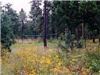 La Junta Lodge, Alto — Volley Ball, Horseshoes,or a good book in the lobby or courtyard are favorite activities. Children play area and 6 acres to set up a pine tree frisby course.