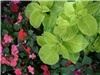 Green Your Theme, Edmonds — Green Your Theme