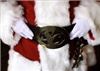 Santa Claus with Real Beard, Milwaukee — Love Santa Claus' belt buckle.