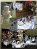 Cousins Event Planners LLC, Trenton