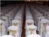 I Do Chair Covers, Nashville — Let "I Do" Chair Covers design an elegant arrangement for your special event! Chair covers are created with special care and detail. Only the finest materials are used to create an exquisite, one of a kind look for your wedding or special event! We offer white, black, and cream chair covers in polyester and white pillow case covers. Sashes come in a variety of organza and satin fabric. We can accommodate most colors

White, Cream or Black polyester chair covers will easily disguise unsightly banquet chairs. You are able to coordinate the look of your event by choosing from an extensive colorful variety of sashes.