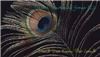 Peacock Marketing Group, LLC., Delray Beach