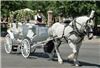 Angeli Carriages, Austin — Beautiful white horse with white carriage