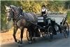 Angeli Carriages, Austin — Elegant vintage-style wedding carriage with matching horse