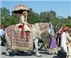 Angeli Carriages, Austin — HUGE, gentle, beautiful Baraat horse serving the Austin area