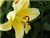 Lilies And Lavender, Doylestown — Otiental Trumpet Lily Conca D'or