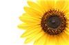 Absolute Body Balance Therapeutic Massage, Raleigh
