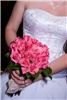 Wedding Photography by Tricia, Saint Petersburg — Creative Digital Wedding Photography by Tricia Steele... $600 for Ceremony & Formals or $1,000 covers Ceremony, Formals & Reception  or have the Full day covered including getting ready shots for $1200. All prices include Hi-Res. images on Disc with print rights and Beautiful, Personalized Slideshow with Music for Bride & Groom AND Parents! Online photo album available within days to view and order. Affordable Albums available starting at $150. Serving Pinellas, Hillsborough, Pasco & Manatee counties, will travel elsewhere for a fee. Phone: *NOT DISPLAYED* . Website: *NOT DISPLAYED* 