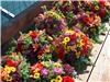 Enchanted Florist - Everett, Everett — We transported the pew bouquets in boxes to keep them safe during the trip.  When we arrived on site we placed them in the 36" tall vases that would line the aisle.
