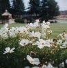 Gazebo, Midlane Golf Resort & Suites, Wadsworth