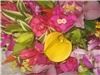 Mr. Flowers, Princeville