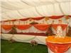 nozies Wedding Events Planning And Decor, Hannon