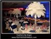 Feathers By Angel-Ostrich Feather Centerpieces - Atlanta, Atlanta — Feathers By Angel rent ostrich feather centerpieces for weddings and all events. We travel to all states, travel fee applies. We are full service: travel to your event location, set them up for you then remove them at the conclusion of your event. Visit our site at www.feathersbyangel.com