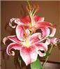 Wedding and Event Solutions