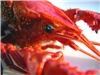 Legal Sea Food