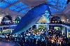 American Museum of Natural History, New York