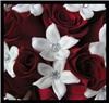 Los GAtos Florist Inc, Los Gatos