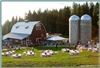 Coeur d'Alene Meadows Amphitheatre, Settlers Creek, Coeur d'Alene