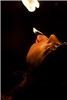 Bacchanal Promotions, Auburn Hills — Bacchanal Promotions: Full service circus and fire entertainment for all events!