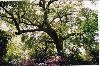 The Garden, Rose Hill Estate, Aiken — Rose Hill Estate's Live Oak