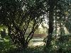 The Garden, Rose Hill Estate, Aiken — Rose Hill Estate's Morning Light