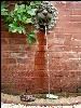 The Garden, Rose Hill Estate, Aiken — A Rose Hill Estate Visitor