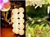 Dream Weaver Wedding & Event Planning, Fort Myers