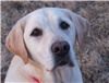 Arlene's Enchanting Portraits, Enfield — Pet portraits, so your four legged family members need never be left out again!