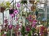 Annie's Orchids, Philadelphia — The Greenhouse