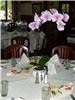 Annie's Orchids, Red Bank — A Phalaenopsis orchid plant, graceful and elegant.