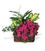 Hernando Flower Shop, Hernando