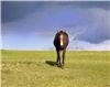 Lillis Photography, Manassas — This fine art photo of a thoroughbred horse walking alone just before a storm is offered at any size for your wall. Horse lovers also enjoy portraits of their own horses.