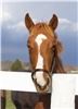 Lillis Photography, Manassas — Thoroughbred Horse Portrait