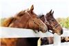 Lillis Photography, Manassas — Thoroughbred Horse Portrait