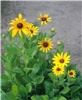 Mike's Casual Photography of Pryor, Oklahoma, Pryor — I grew these myself.  They are my logo.