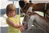Honey Hill Farm 41018, Erlanger