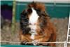 Honey Hill Farm 41018, Erlanger — Ask about our indoor petting zoo for winter birthdays!
