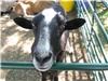 Honey Hill Farm 41018, Erlanger