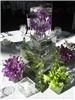 Radke Designs, Maple Ridge — Radke Designs- Decor and Floral artistry