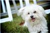 Annapolis Wedding Chapel, Annapolis — This is Tova - he really wants to be a ring bearer