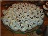 Simply DelecTable Catering - Duncan, Duncan — Truffles