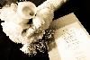 Blissful Blessings Events - Serving DC, MD and VA — Blissful Blessings strives to be the Event Planning 
Industry leader-Nationwide, by way of fascinated clientele, plausible vendors, & a personally dedicated staff one event at a time.