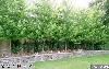 Garden, The McCune Mansion, Salt Lake City — Back Garden