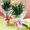 Unique BabyShower Gifts/Sacco Bambino, LLC, Las Vegas — Baby Shower Decoration Ideas.