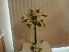 Baskets-n-Things Wedding Services, Denver — Centerpiece with 20" black vase, cream tiger lilies and black calla lilies